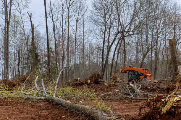 Best Tree Maintenance Programs  in Thompsonville, CT